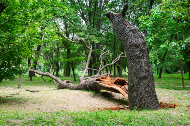 Best Emergency Tree Removal  in Savannah, TX