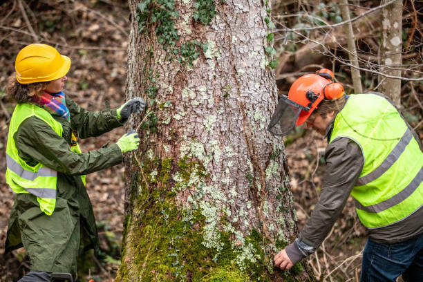 How Our Tree Care Process Works  in  Savannah, TX