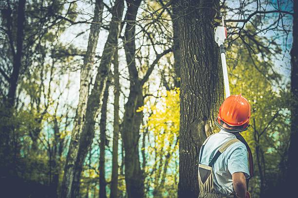Professional Tree Care in Savannah, TX